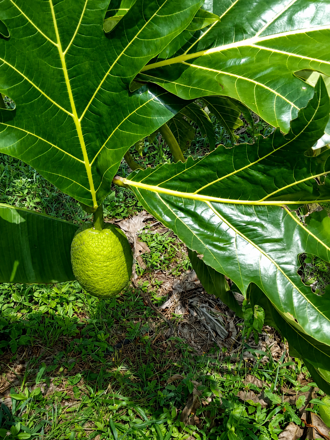 Fruit à pain